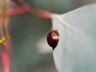 Insect on a leaf