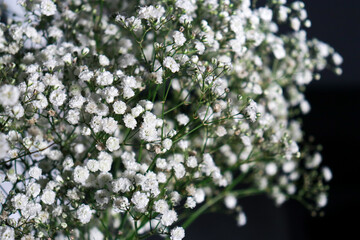 beautiful small white gypsophila flowers, dark background with copy space