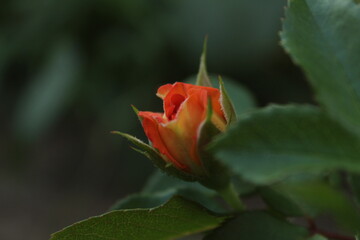 an orange rosebud against a background of green leaves in close-up with space for copyspace text. Growing rose flowers spring