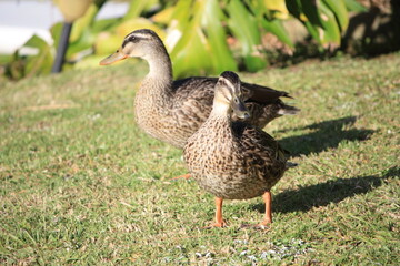 Naklejka na ściany i meble Two ducks are standing in the grass and one is looking at the camera in New Zealand.