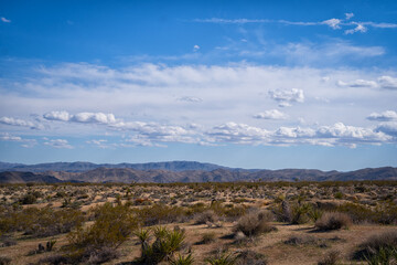 Joshua Tree desert 