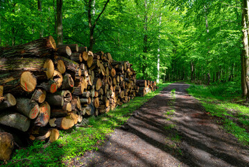 Drewno opałowe na składzie w lesie / Firewood in a stockpile in the forest - obrazy, fototapety, plakaty
