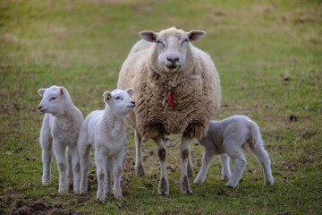 Fototapeta premium Spring lambs. Sheep in field with its newborn lambs