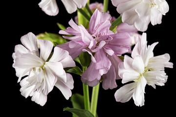 Pink flowers of phlox, isolated on black background