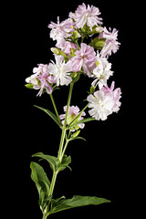 Pink flowers of phlox, isolated on black background