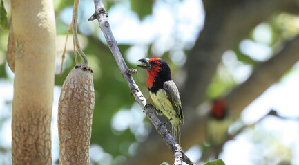 Black Collared Barbet
