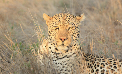 leopard in the grass