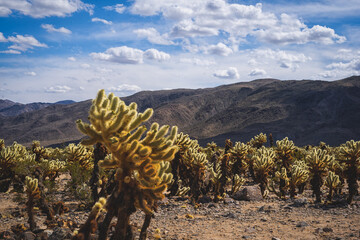 Cactus - Joshua tree national park