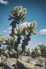 Joshua Tree Natural Park - 