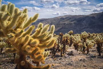 Cactus in Joshua tree natural park