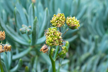 Buds of Blue Chalksticks | Curio repens