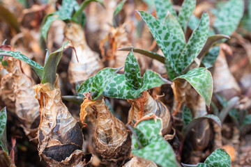 Western Rattlesnake plant | Goodyera repens