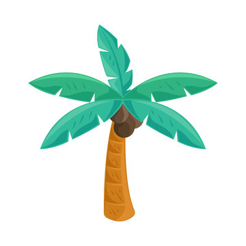 Tropical palm tree coconut