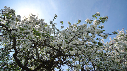 Flowering apple trees in the Russian village in May and the rays of the sun. Video in motion with the sounds of lively villages and birds.