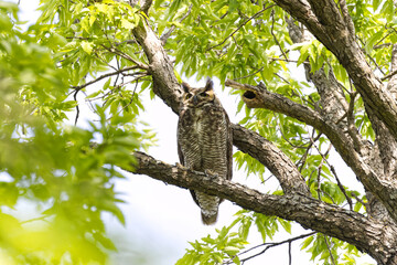 Great horned owl. Bubo virginianus