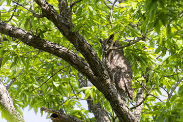 Great horned owl. Bubo virginianus