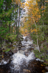 Obraz premium A wild Norwegian stream, during the picturesque autumn colors, near Rjukan