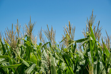 Campo de siembra de trigo cosecha