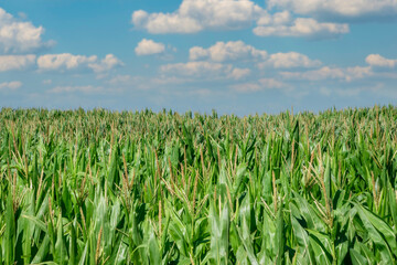 Campo de siembra de trigo cosecha
