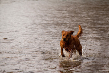 golden retriever in the cold Boise River