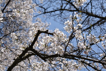 Obraz premium 桜色の世界