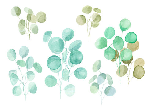 Delicate watercolor tropical eucalyptus branches with light green, emerald, olive color leaves. Trendy plant illustration for pattern design, greeting cards and invitation decor, banners, backgrounds
