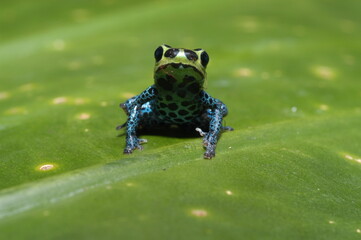 Mimic poison frog (Zimmerman's poison frog Amphibian) close up on a leaf
