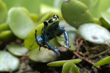 Mimic poison frog (Zimmerman's poison frog Amphibian) close up on a leaf