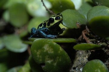 Mimic poison frog (Zimmerman's poison frog Amphibian) close up on a leaf