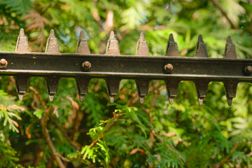 pruning of plants in the garden.Hedge clipping.Thuja Brabant pruning.garden trimmer cuts a hedge of...