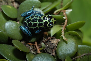 Mimic poison frog (Zimmerman's poison frog Amphibian) close up on a leaf