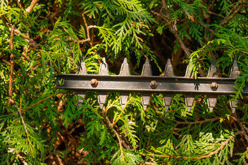 Thuja pruning.brush cutter cutting branches a living green hedge. garden trimmer cuts a hedge of...