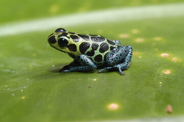 Mimic poison frog (Zimmerman's poison frog Amphibian) close up on a leaf