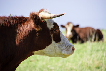 vaca y toro en campo de ganado