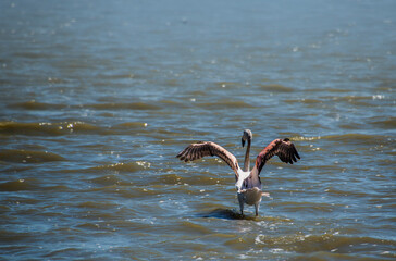 vuelo de ave en lago con aguas tranquilas