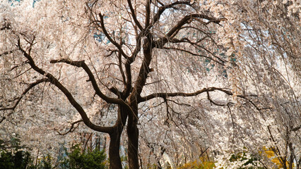 Yangjaecheon's spring cherry blossom, the happiness of walking beautifully.