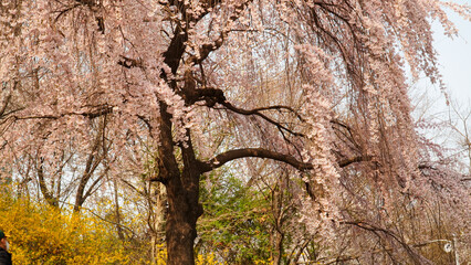 Yangjaecheon's spring cherry blossom, the happiness of walking beautifully.