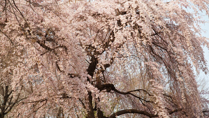 Yangjaecheon's spring cherry blossom, the happiness of walking beautifully.