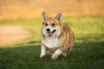 cheerful cute corgi. dog in the grass