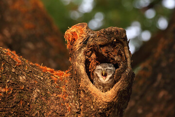 Little spotted owlet in the hollow of a tree. Cute of animal