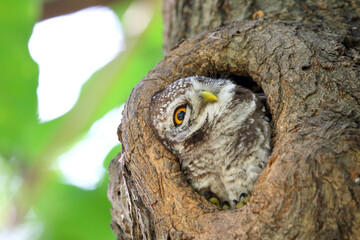 Little spotted owlet in the hollow of a tree. Cute of animal