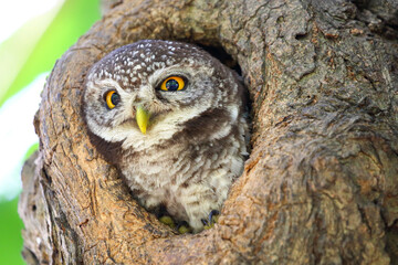 Little spotted owlet in the hollow of a tree. Cute of animal