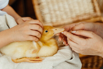 The child holds a duck in his hands. yellow duck. A woman strokes a duckling.