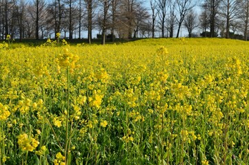 春の訪れを告げる菜の花