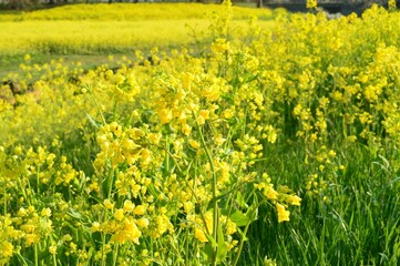 春の訪れを告げる菜の花