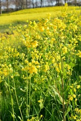 春の訪れを告げる菜の花