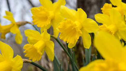 Woodland daffodils growing in spring in closeup cluster