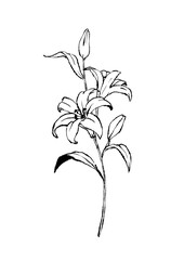シンプルなユリの線画イラスト