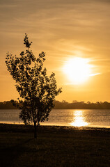 Arbol verde extraño con cielo celete