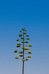 Arbol verde extraño con cielo celete